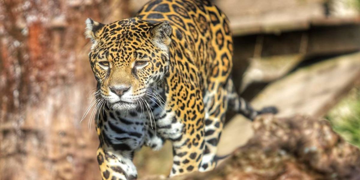 IAT orienta população sobre como agir ao avistar onças em perímetros urbanos