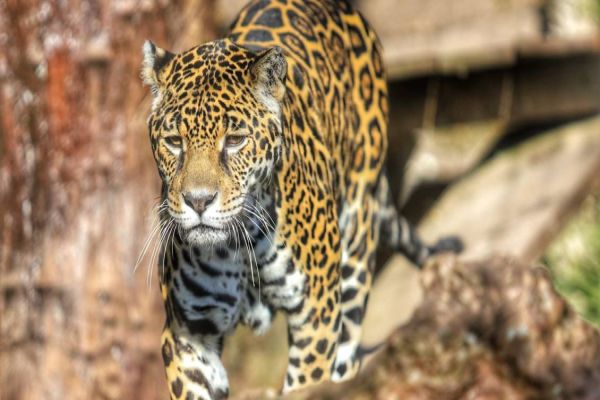 IAT orienta população sobre como agir ao avistar onças em perímetros urbanos