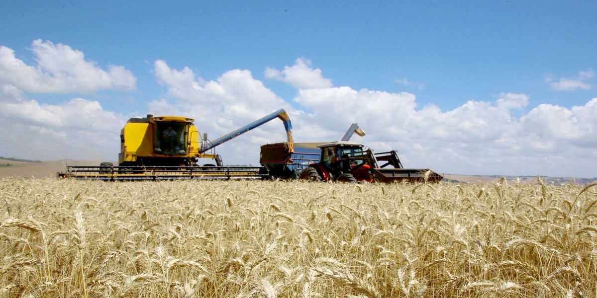 Produção de trigo deve alcançar 3,61 milhões de toneladas na atual safra no Paraná