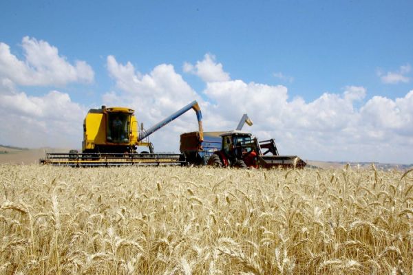 Produção de trigo deve alcançar 3,61 milhões de toneladas na atual safra no Paraná