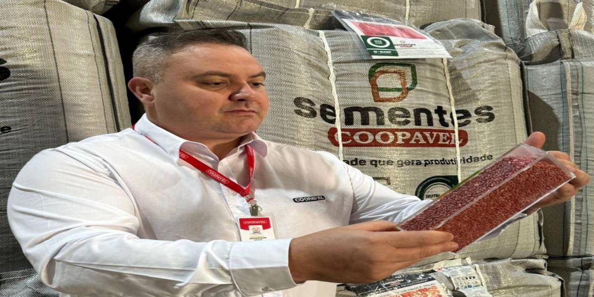 Sementes: Coopavel mostrará o melhor de seu portfólio no Show Rural de Inverno