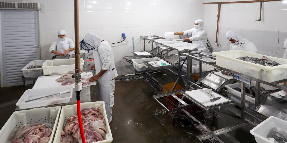 Receita na exportação de pescados do Paraná cresce mais de 4.600% em cinco anos