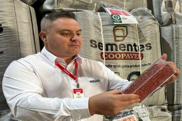 Sementes: Coopavel mostrará o melhor de seu portfólio no Show Rural de Inverno