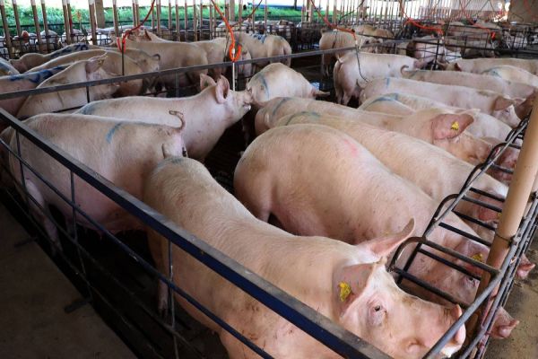 Carne suína do Paraná chega a 70 países; exportações têm 2º melhor 1º semestre da história