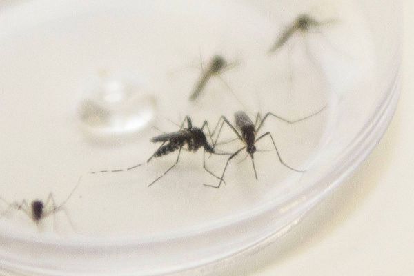 Paraná encerra período epidemiológico 23/24 da dengue com 595 mil casos