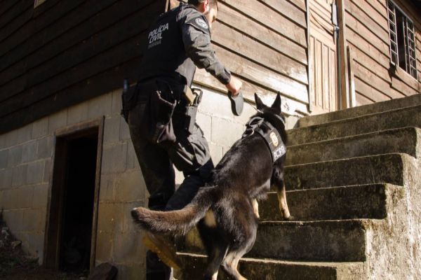 Detecção de drogas, armas e até explosivos: núcleo de cães da PCPR completa 13 anos
