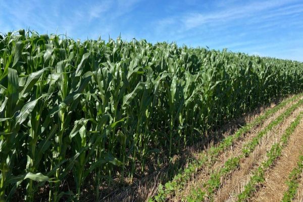 Agronegócio paranaense ganha protagonismo no cenário nacional e global