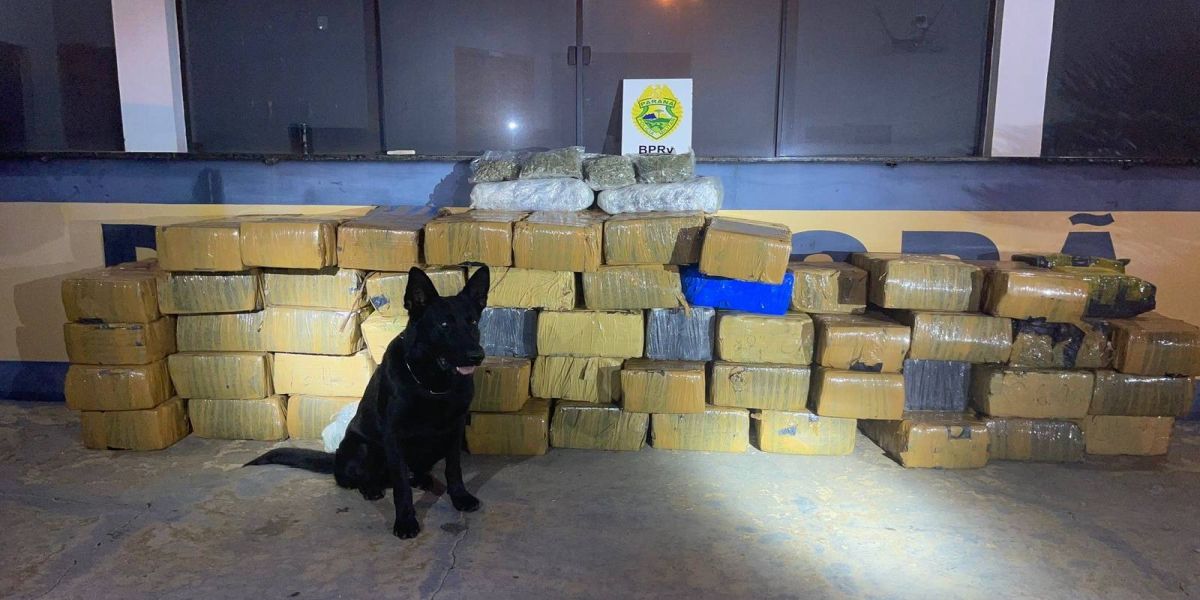 Cão farejador leva polícia a apreensão de mais de uma tonelada de maconha na PR-323