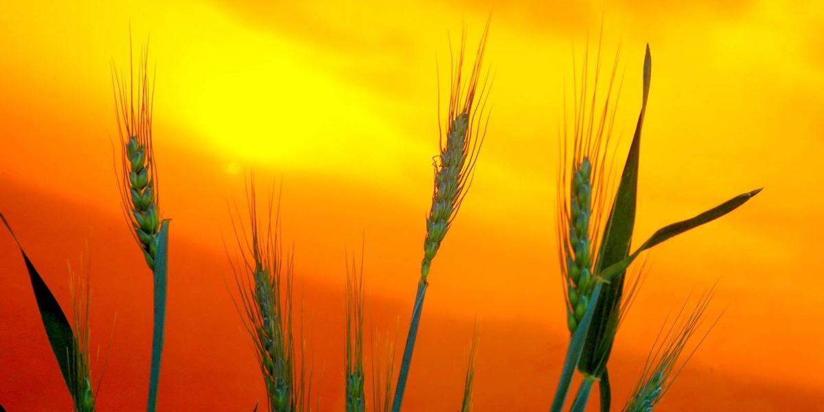 Paraná teve chuvas acima da média e temperatura máxima de 26,8 °C em julho, aponta boletim