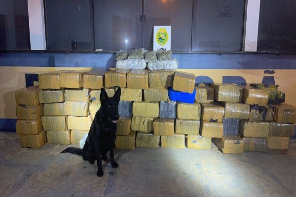 Cão farejador leva polícia a apreensão de mais de uma tonelada de maconha na PR-323