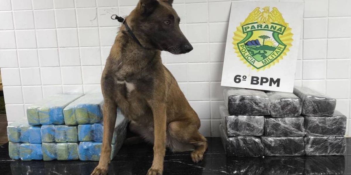 Cachorro farejador descobre 46 kg de maconha em ônibus em Cascavel