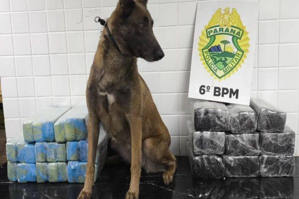 Cachorro farejador descobre 46 kg de maconha em ônibus em Cascavel