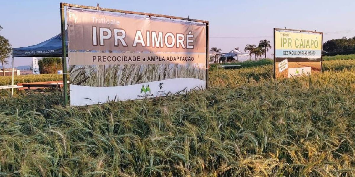 Com cultivares, IDR-Paraná marca presença no Show Rural Coopavel de Inverno