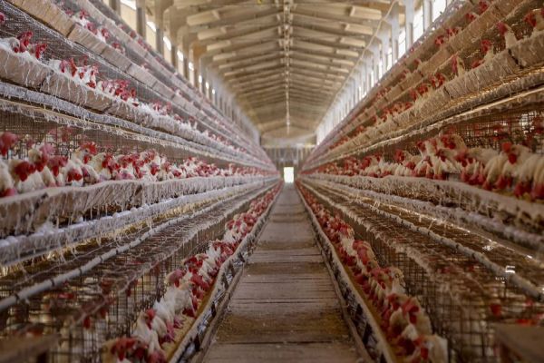 Paraná se destaca em biosseguridade avícola