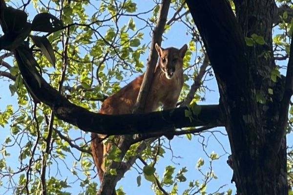 Sema de Cascavel auxilia no resgate de onça-parda em Cafelândia