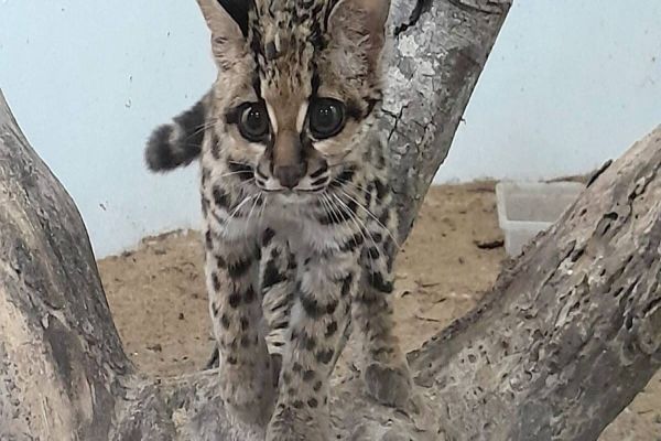 IAT devolve gato-maracajá à natureza após 10 meses de reabilitação e treino