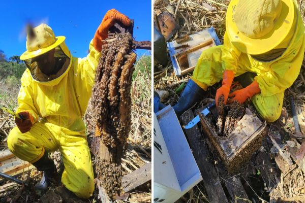 Defesa Civil remove caixa de abelhas no Jardim Veneza, em Cascavel