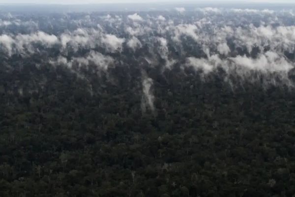 Emissão de gases do efeito estufa por queimadas na Amazônia cresce 60%