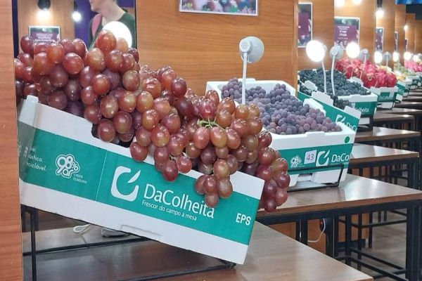 Soluções da Colheita da Termotécnica são utilizadas por produtores de uva para manter o shelf-life