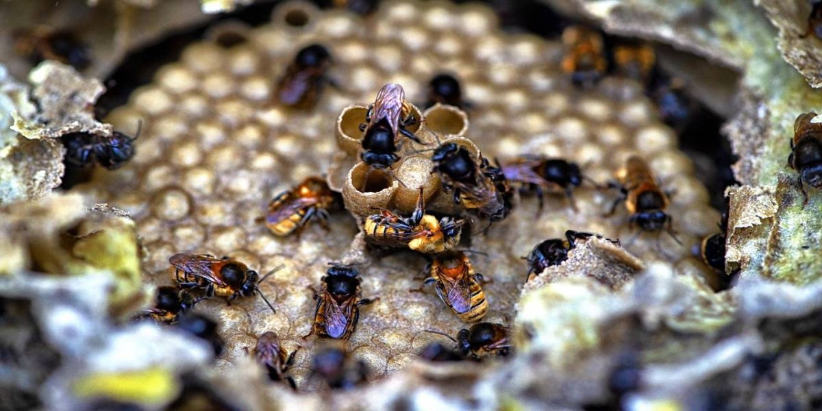 Poliniza Paraná: Sedest promove curso de manejo de abelhas sem ferrão na Ilha do Mel