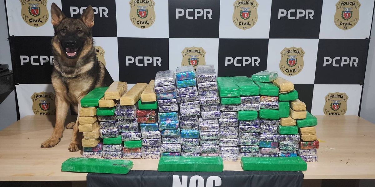 Denarc Curitiba apreende 90 kg de maconha e prende suspeito em São Miguel do Iguaçu