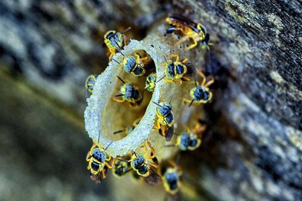 Dia Nacional da Abelha: conheça as protagonistas do projeto Poliniza Paraná
