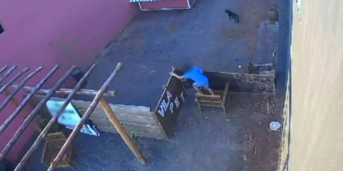 Criança invade hospital veterinário e mata 23 animais no Norte do Paraná