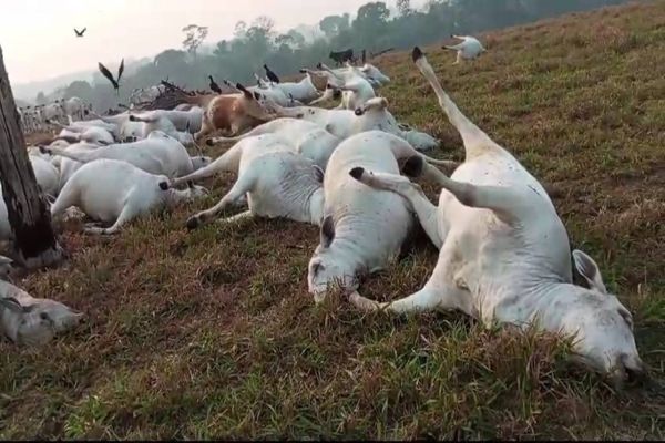 Raio mata 98 cabeças de gado em propriedade rural; Prejuízo de R$ 300 mil