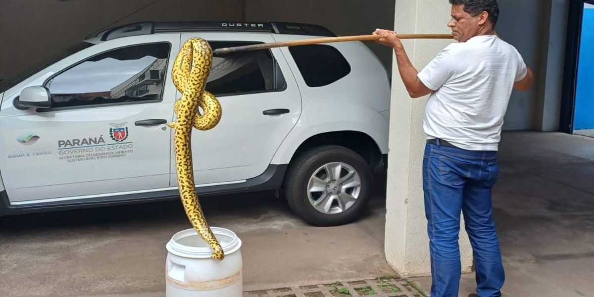Sucuri com 1,6 metro é encontrada passeando pelas ruas de Umuarama, no noroeste do Paraná