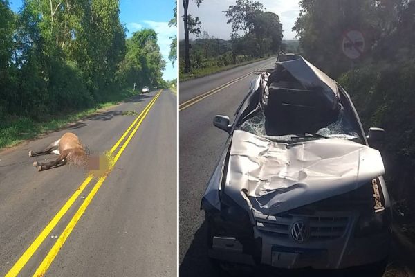 Motorista sai ileso, mas passageira fica ferida após acidente com equino na PR-317