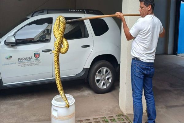 Sucuri com 1,6 metro é encontrada passeando pelas ruas de Umuarama, no noroeste do Paraná