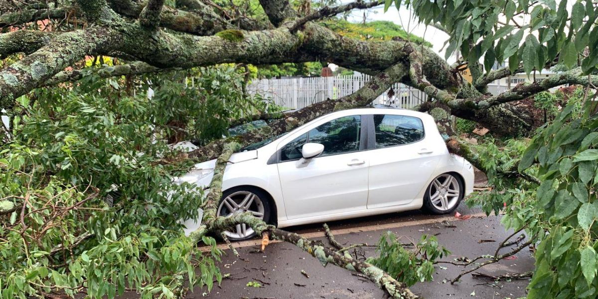 Árvore cai e destrói Peugeot em frente ao Detran, em Cascavel