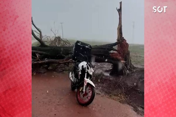 Motociclista escapa por pouco de ser atingido por árvore às margens da BR-163 em Cascavel