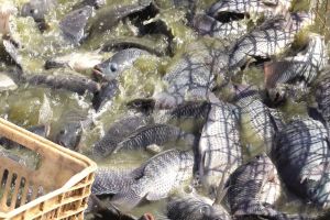 Imagem referente a notícia: Paraná alcança marca de 273 mil toneladas de peixes em 2025 e lidera produção nacional