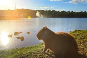 Prefeitura de Cascavel instala câmeras de segurança no Lago Municipal