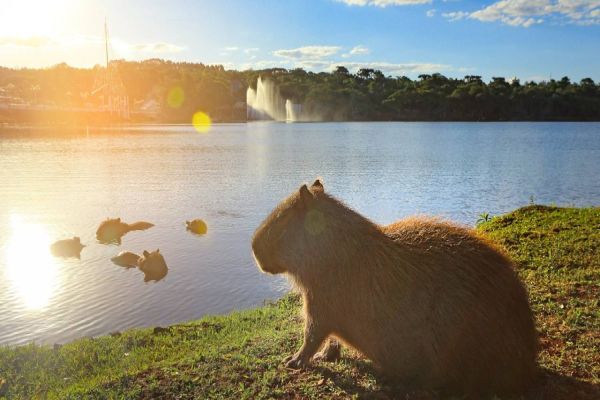 Corrida recreativa para toda família marcará a comemoração dos 40 anos do Lago Municipal de Cascavel