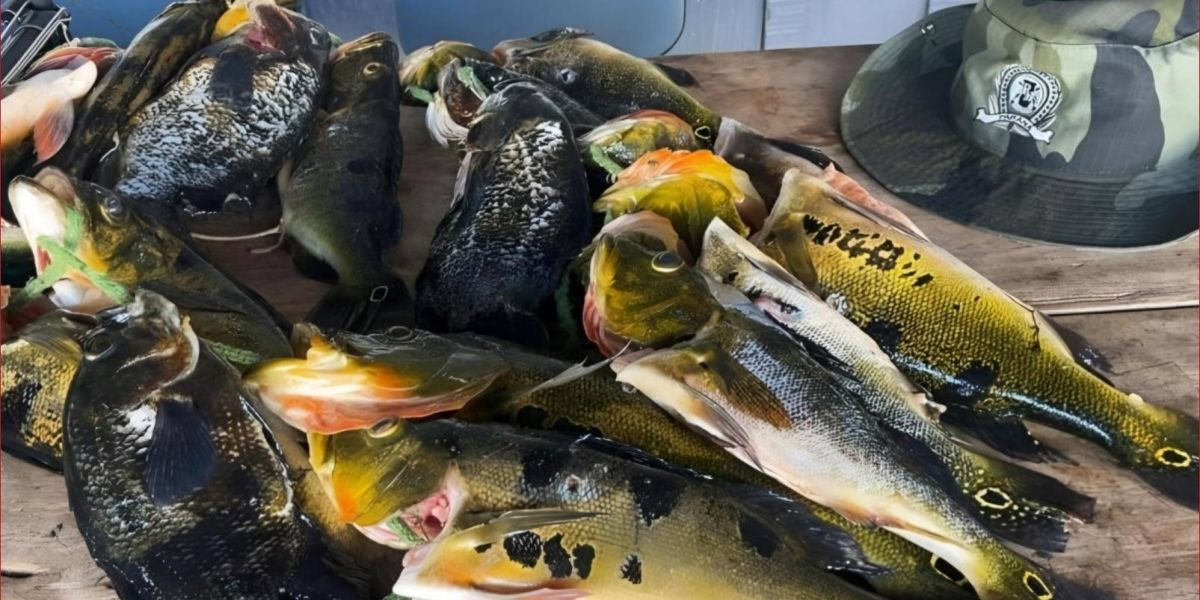 Operação Protetor flagra pesca predatória no Rio Paranapanema e prende infrator