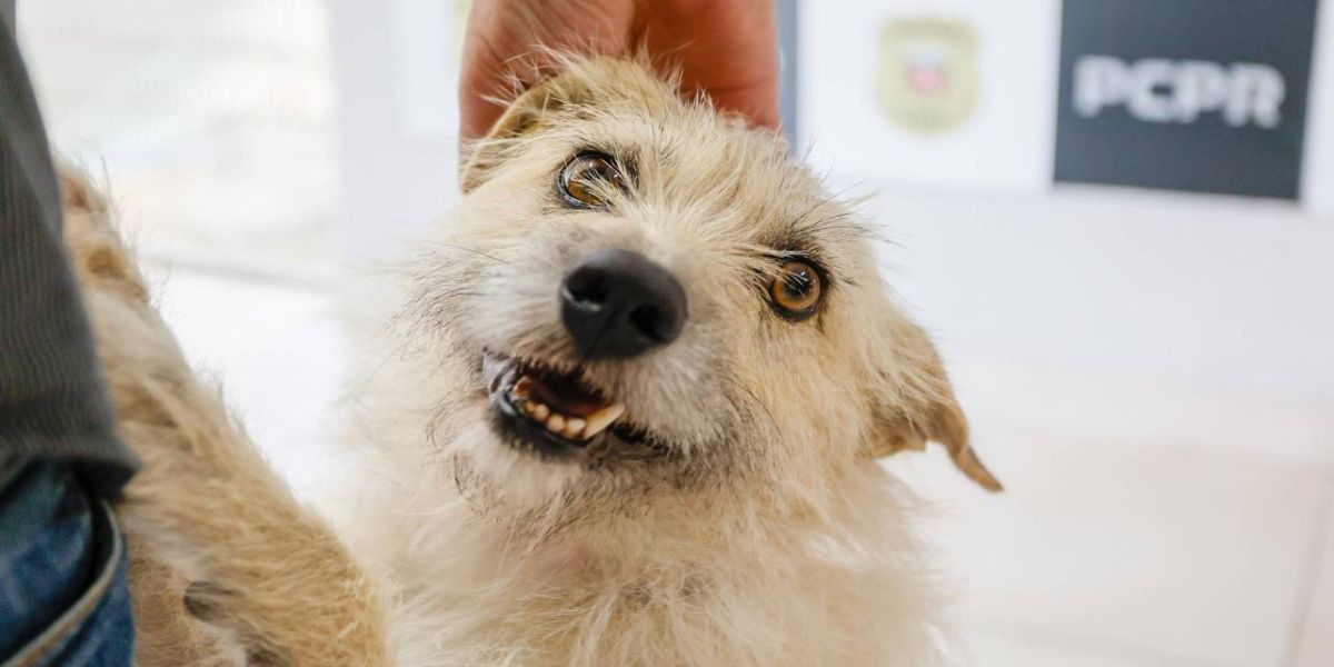 Policiais civis adotam cachorrinha que "pediu ajuda" para salvar os filhotes no Paraná