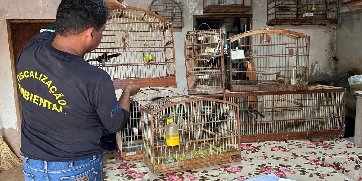 IAT aplica multa de R$ 24,5 mil e resgata 12 aves silvestres de criadouros no Noroeste