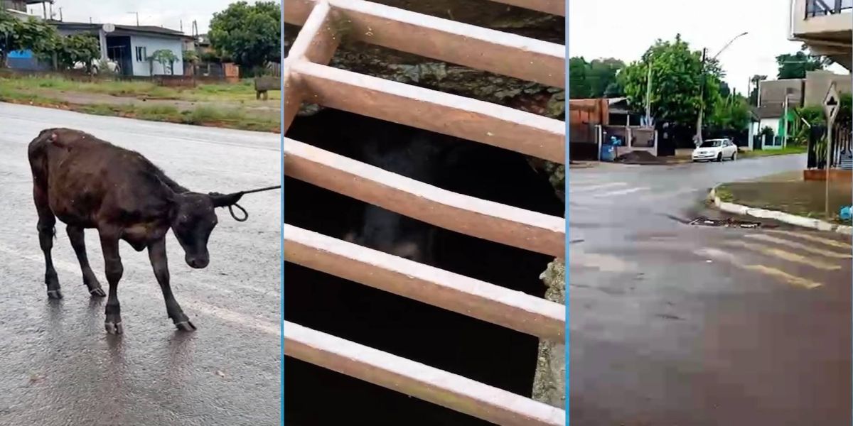 Bezerro é encontrado dentro de galeria de águas pluviais no sudoeste do Paraná