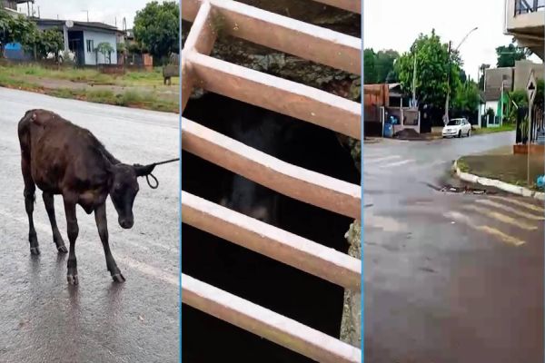 Imagem referente a notícia: Bezerro é encontrado dentro de galeria de águas pluviais no sudoeste do Paraná