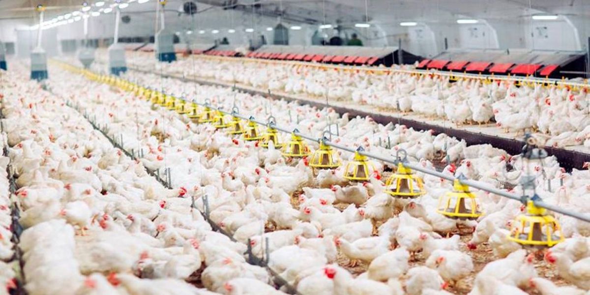 Avicultura paranaense reafirma seu papel de liderança no mercado global