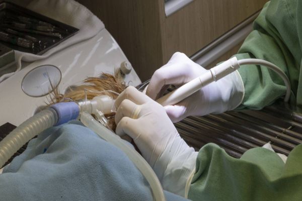 Pioneiro: Tecpar conclui projeto-piloto de acreditação de estabelecimentos veterinários