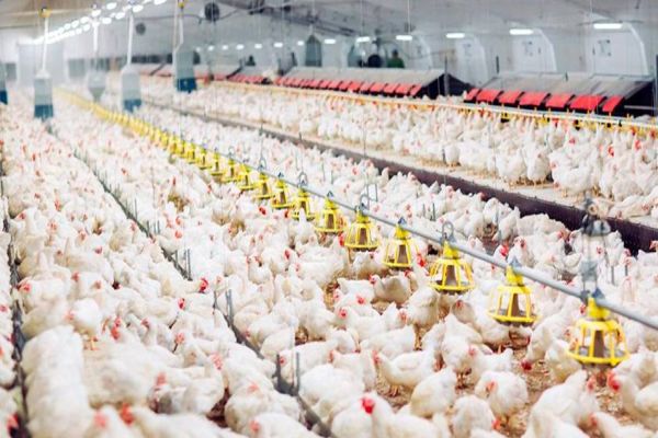 Avicultura brasileira encerra 2025 resiliente e projeta expansão sustentada para o ano que vem