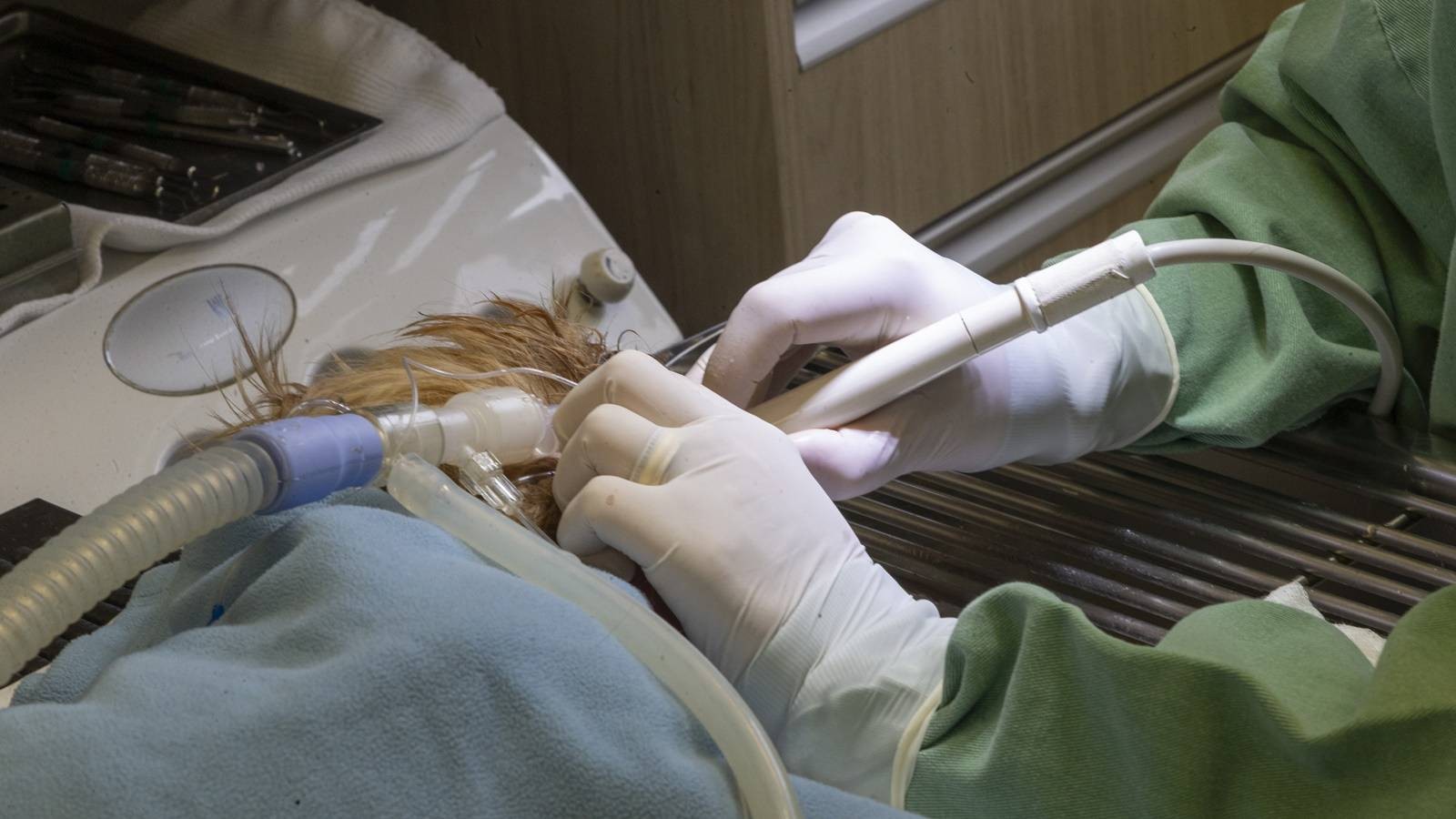 Pioneiro: Tecpar conclui projeto-piloto de acreditação de estabelecimentos veterinários