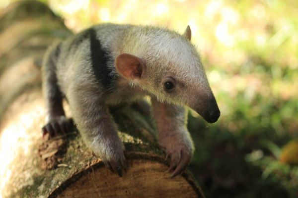 Zoológico de Cascavel reabre após manutenção e oferece programação especial para as férias