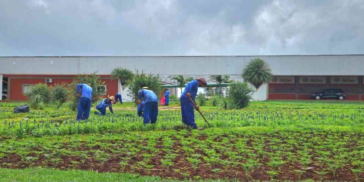 Coopavel vai abrir 700 vagas temporárias para o Show Rural