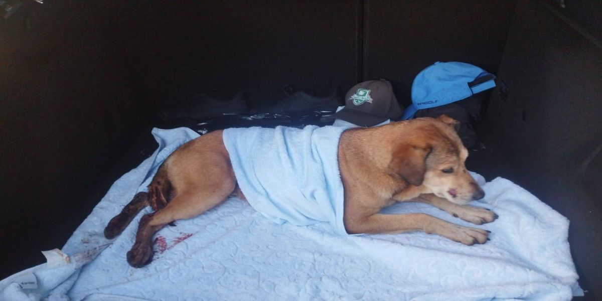Quatis e cães em confronto em parque de Cascavel: atitude solidária salva vida de animal ferido