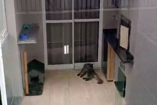 Gato confinado em varanda gera revolta em condomínio de Cascavel