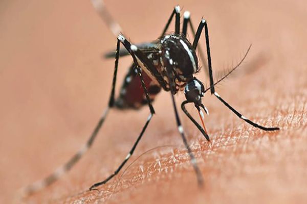 Imagem referente a notícia: Tecpar credencia municípios para adotar plataforma inovadora no combate à dengue